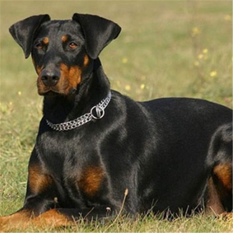 Collar De Adiestramiento Doble Canino Cromo Tamaño 50cm