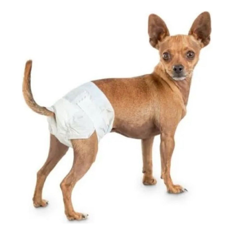 Pañal Para Perro Hembra Talla Xs 10 Und Seco Y Cómodo