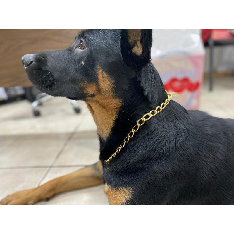 Elegante Collar Dorado De Entrenamiento Para Perros (70 Cm)