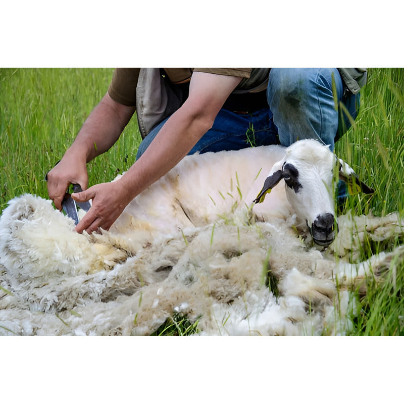 Tijera Esquilar Trasquilar 13 Pgd Profesional Makawa Mk-0438