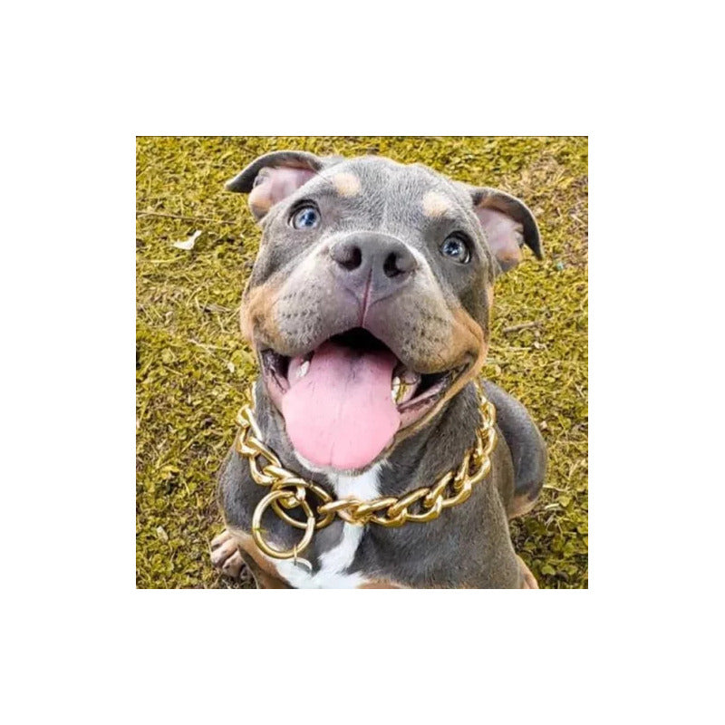 Elegante Collar Dorado De Entrenamiento Para Perros (70 Cm)