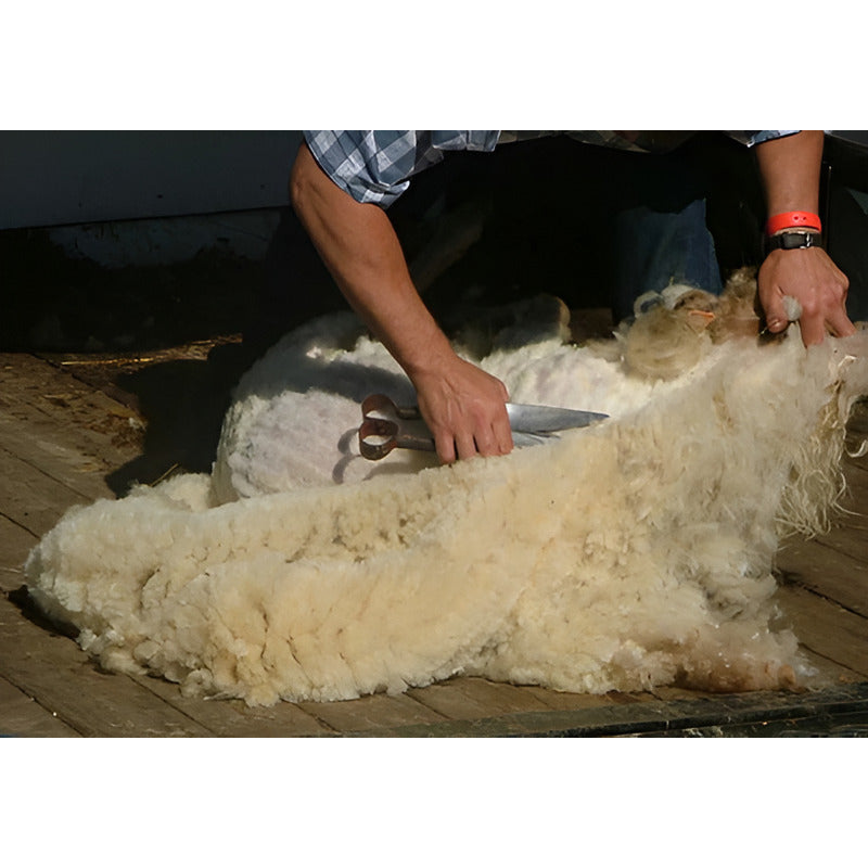 Tijera Esquilar Trasquilar 13 Pgd Profesional Makawa Mk-0438